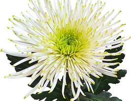 Хризантема Тула Айви (Tula Ivy) купить