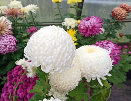 Хризантема Валис (Valys) купить