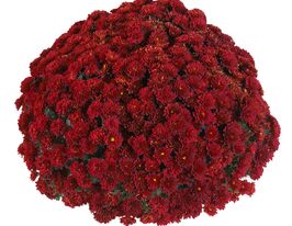 Хризантема Волей Ред (Volley Red)купити