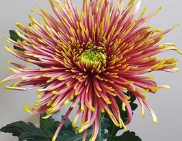 Хризантема Тула Аутумн (Tula Autumn) купить