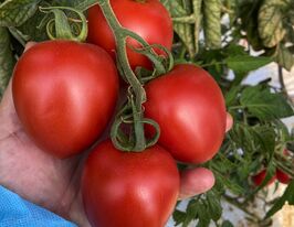 Томат Бильбао F1 купить