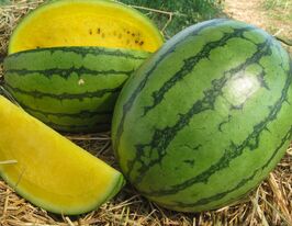 Кавун Єлов Лав F1купити