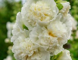 Мальва махровая белая саженец купить