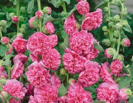 Мальва махровая розовая саженец купить