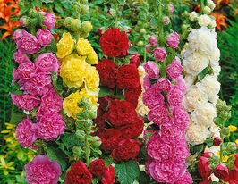 Мальва махровая смесь саженец купить