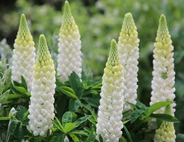 Люпин Русселя Благородная дева рассада купить