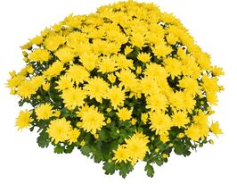 Хризантема Хомерун Єллоу (Homerun Yellow)купити