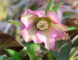Морозник Прітті Еллен Пінк (Helleborus Pretty Ellen Pink)купити