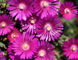 Делосперма Санделла Неон (Sundella Neon)купити