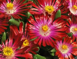 Делосперма Гарнет (Garnet)купити