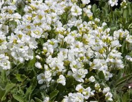 Арабис кавказский (Arabis caucasica Plena) купить