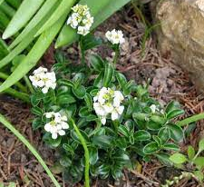 Арабис Фердинанда (Arabis ferdinandi) купить