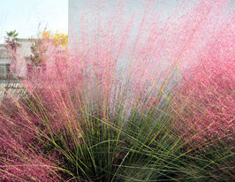 Мюленбергія (Muhlenbergia)купити