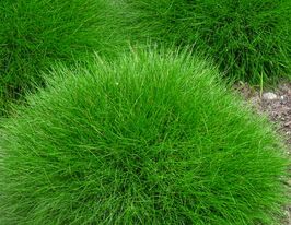 Вівсяниця Готьє (Festuca gautieri)купити