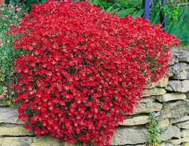 Обриета Каскад Ред (Aubrieta Cascade Red) купить