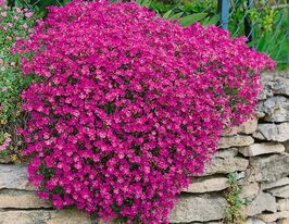 Обрієта Каскад Ред (Aubrieta Cascade Red)купити