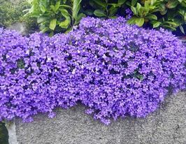 Обрієта Каскад Блу (Cascade Blue)купити