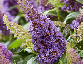 Буддлея Литтл Лила (Little Lila) купить