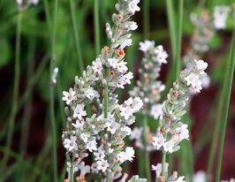 Лаванда вузьколиста Елеганс біла (Elegans white)купити