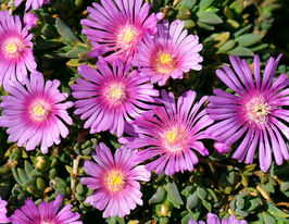 Делосперма Санделла Розеа (Sundella Rosea)купити