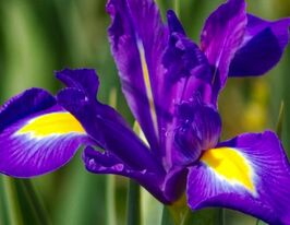 Ірис голландський Пьорпл Сенсейшн (Purple Sensation) в горщикукупити