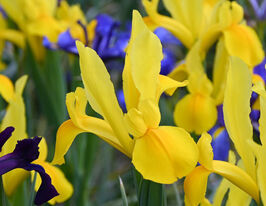 Ірис голландський Стронголд (Strongold) в горщикукупити