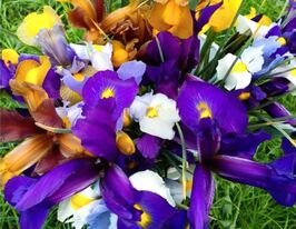 Ірис голландський Тайгер Мікс (Tiger Mix) в горщикукупити