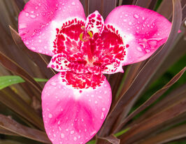 Тигридія Лілацеа (Lilacea) в горщикукупити