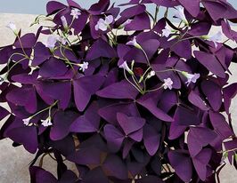 Оксаліс Трикутний (Triangularis) в горщикукупити