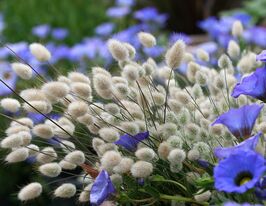 Зайцехвіст (однорічник)купити