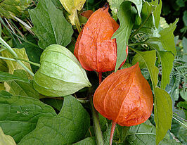 Физалис декоративный купить