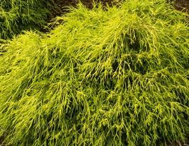 Кипарисовик горохоплодный Санголд (Sungold) купить