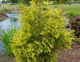 Туя складчаста Зебріна (Zebrinа)купити