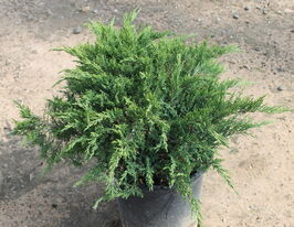 Ялівець козацький Тамарісціфолія (Tamariscifolia)купити