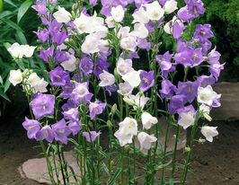 Колокольчик персиколистный саженец купить