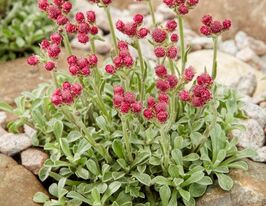 Антеннарія (Котячі лапки) Рубра (Rubra)купити