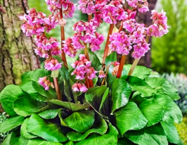 Бадан Кордіфолія (Cordifolia) розсадакупити