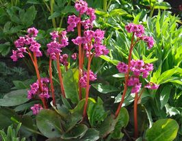 Бадан Абендглют (Bergenia Abendglut)купити