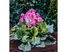 Бадан Абендглют (Bergenia Abendglut) розсадакупити