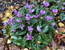 Цикламен Росентепіч (Cyclamen hed. Rosenteppich)купити