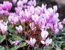 Цикламен Росентепіч (Cyclamen hed. Rosenteppich) розсадакупити