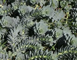 Эуфорбия Мирсинайтс (Euphorbia Myrsinites) купить