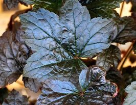 Гейхера Блекаут (Heuchera Blackout)купити