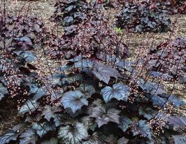Гейхера Блекаут (Heuchera Blackout)купити