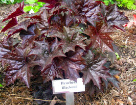 Гейхера Блекаут (Heuchera Blackout) розсадакупити