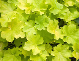 Гейхера Цитронелла (Heuchera Citronelle) купить