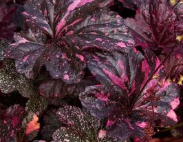 Гейхера Миднайт Роуз (Heuchera Midnight Rose) купить