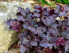 Гейхера Обсидиан (Heuchera Obsidian) купить