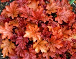 Гейхера Пич Фламбе (Heuchera Peach Flambe) купить