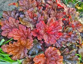 Гейхера Піч Фламбе (Heuchera Peach Flambe) розсадакупити